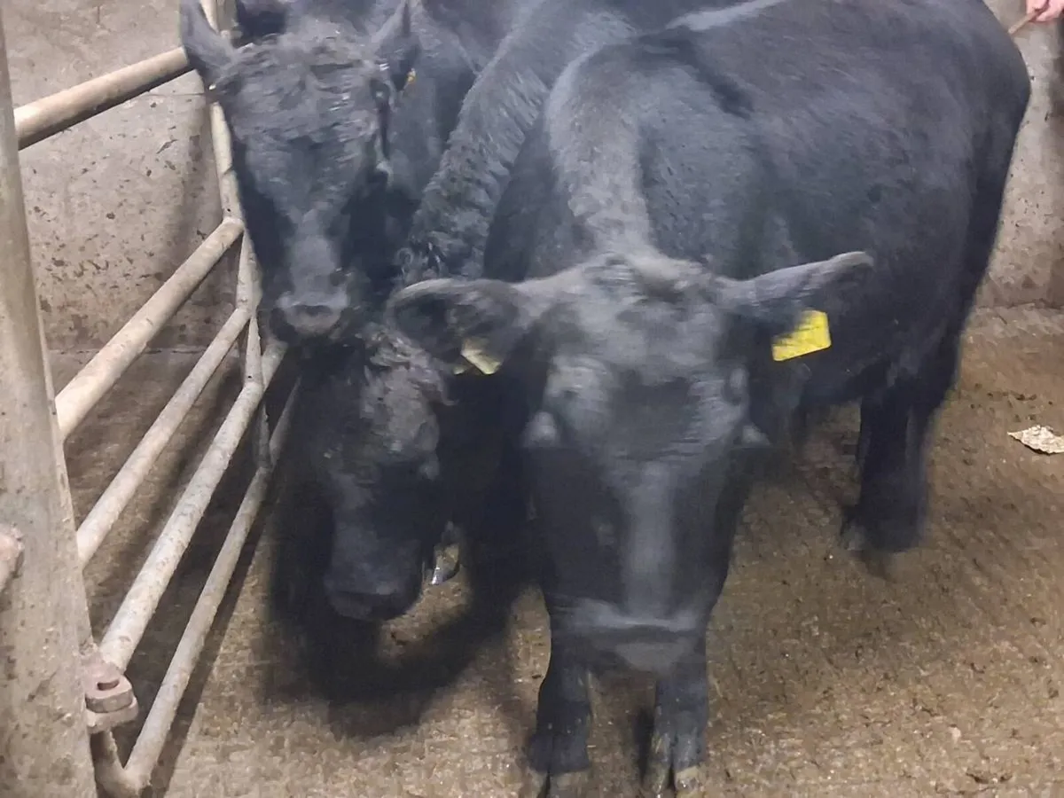 4 Angus Bull Weanlings - Image 2