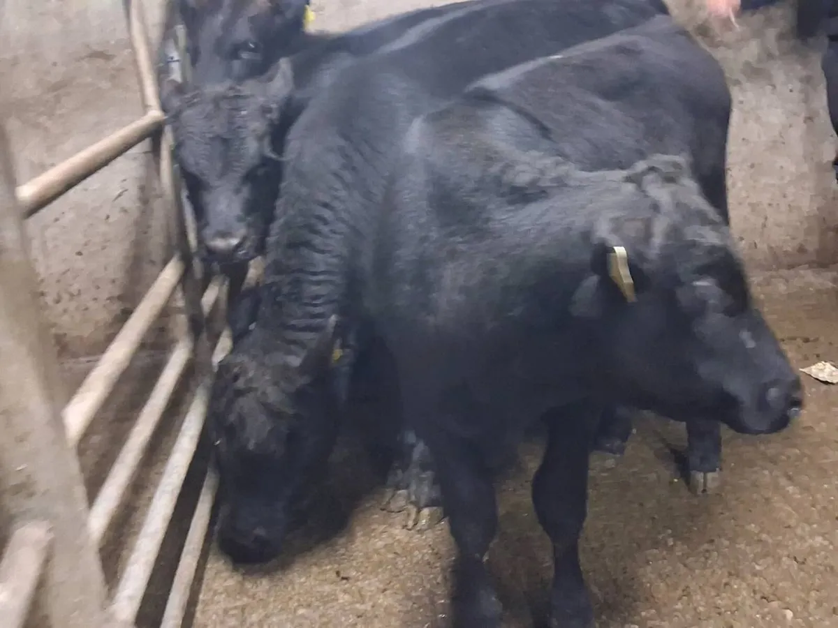 4 Angus Bull Weanlings - Image 3