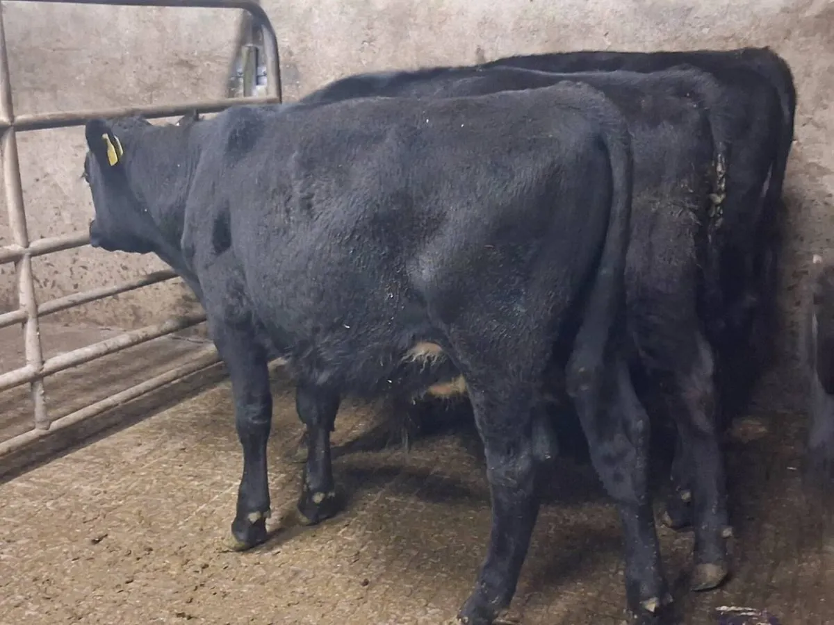 4 Angus Bull Weanlings - Image 4