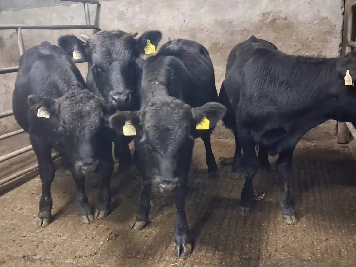 4 Angus Bull Weanlings - Image 1