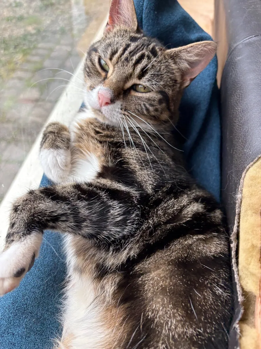 1 year old sweet tabby girl free to good home - Image 4