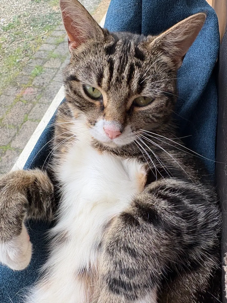 1 year old sweet tabby girl free to good home - Image 2