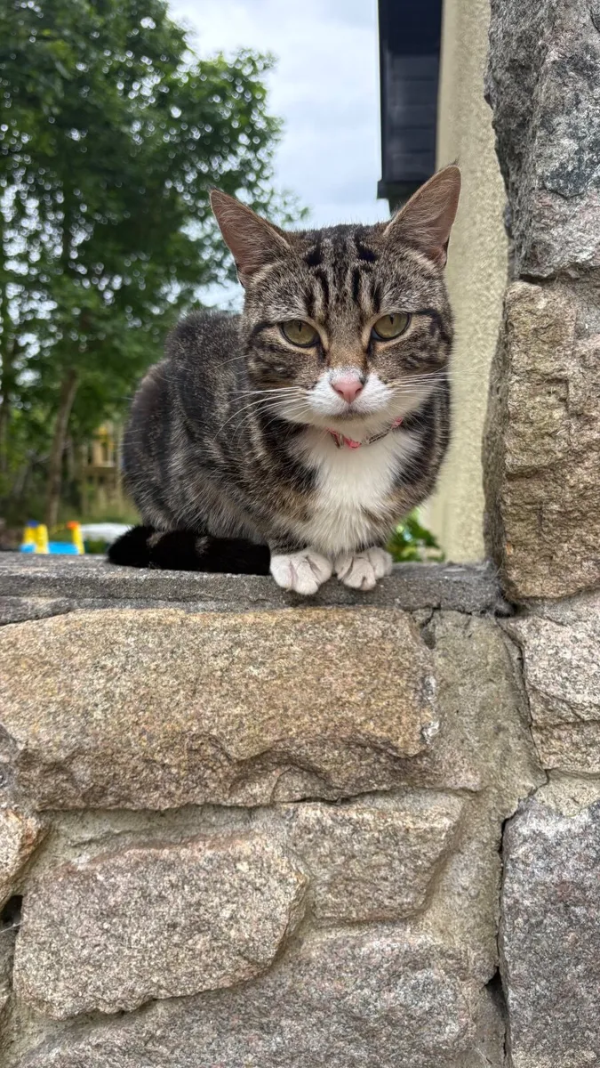 1 year old sweet tabby girl free to good home - Image 3