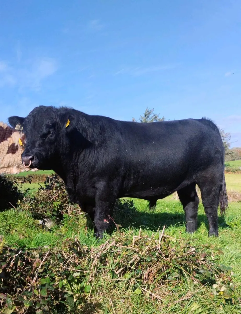 5 Star Pedigree Angus Bull - Image 1