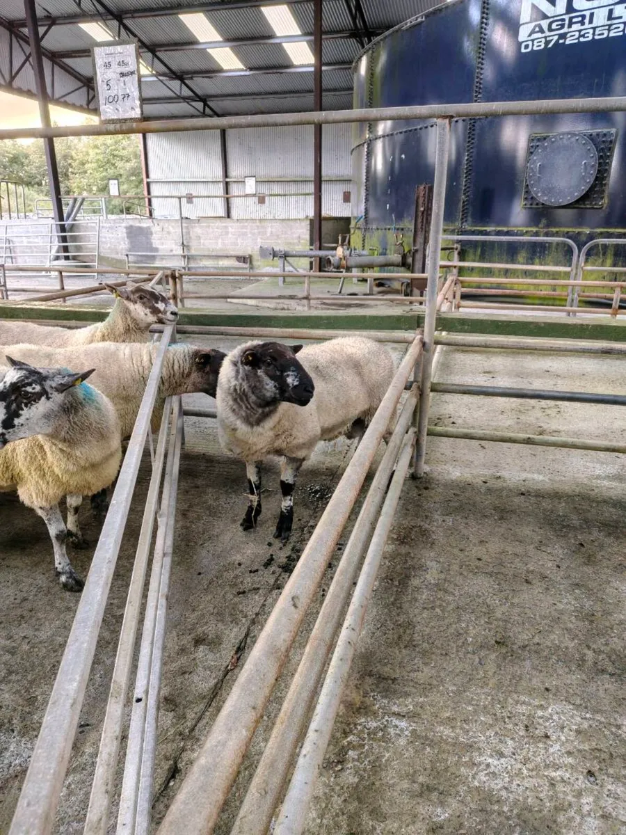 Ram Hogget PEN 45A Headford - Image 1
