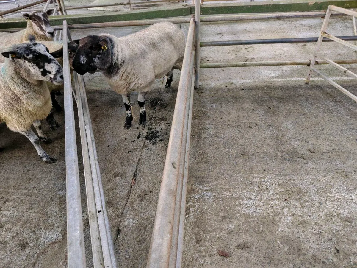 Ram Hogget PEN 45A Headford - Image 2