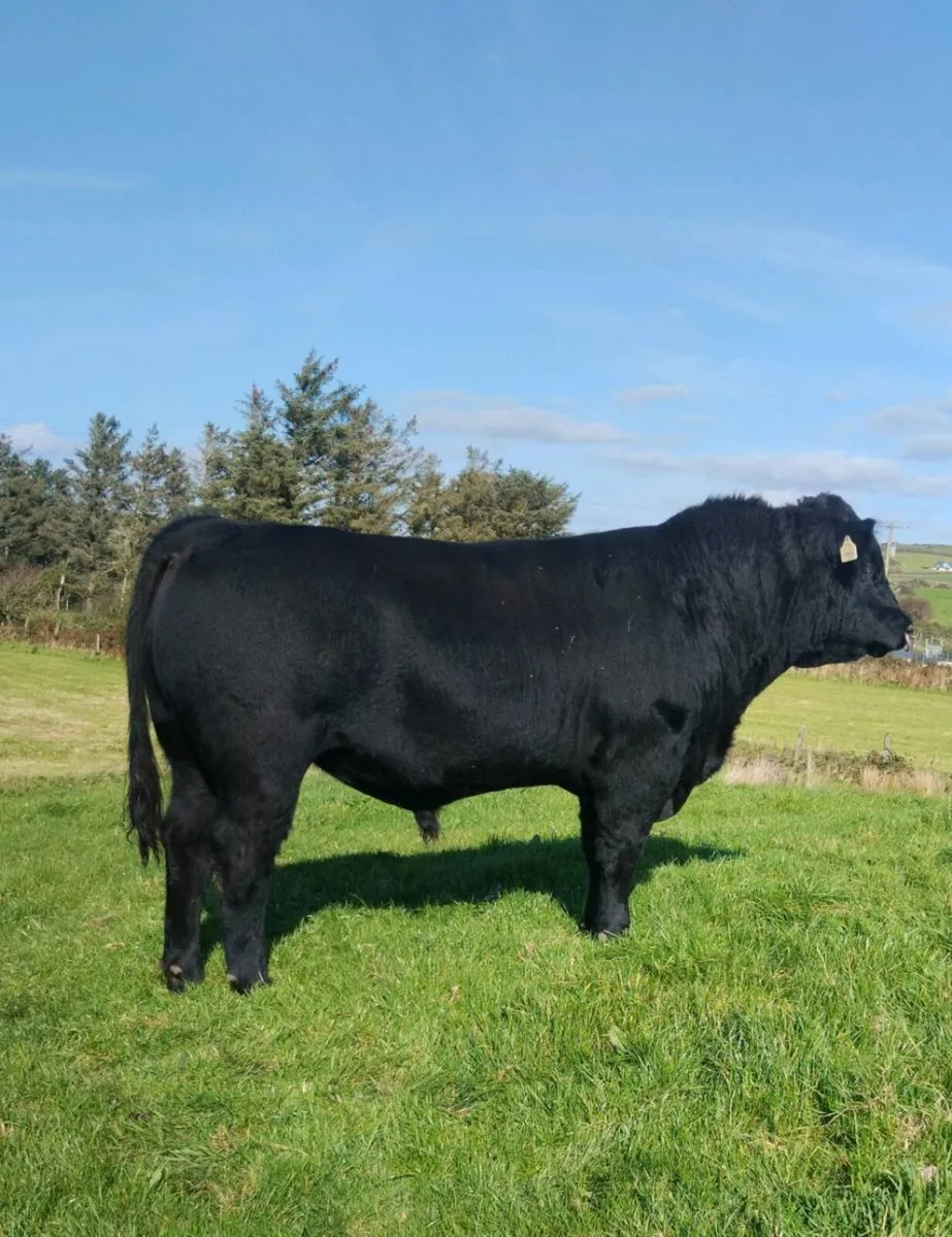 5 Star Pedigree Angus Bull - Image 2