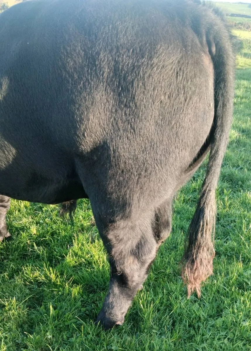 5 Star Pedigree Angus Bull - Image 4