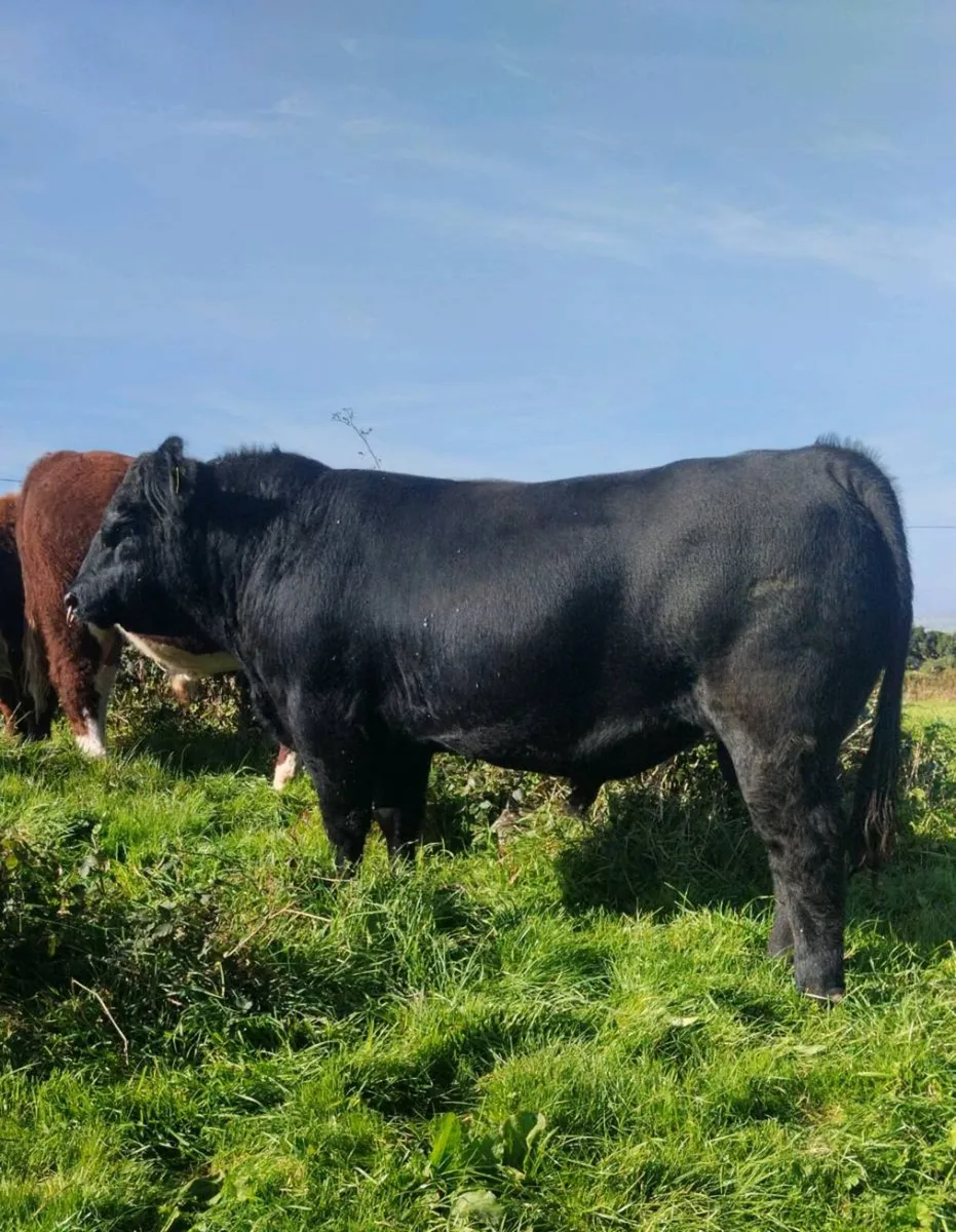 5 Star Pedigree Angus Bull - Image 3