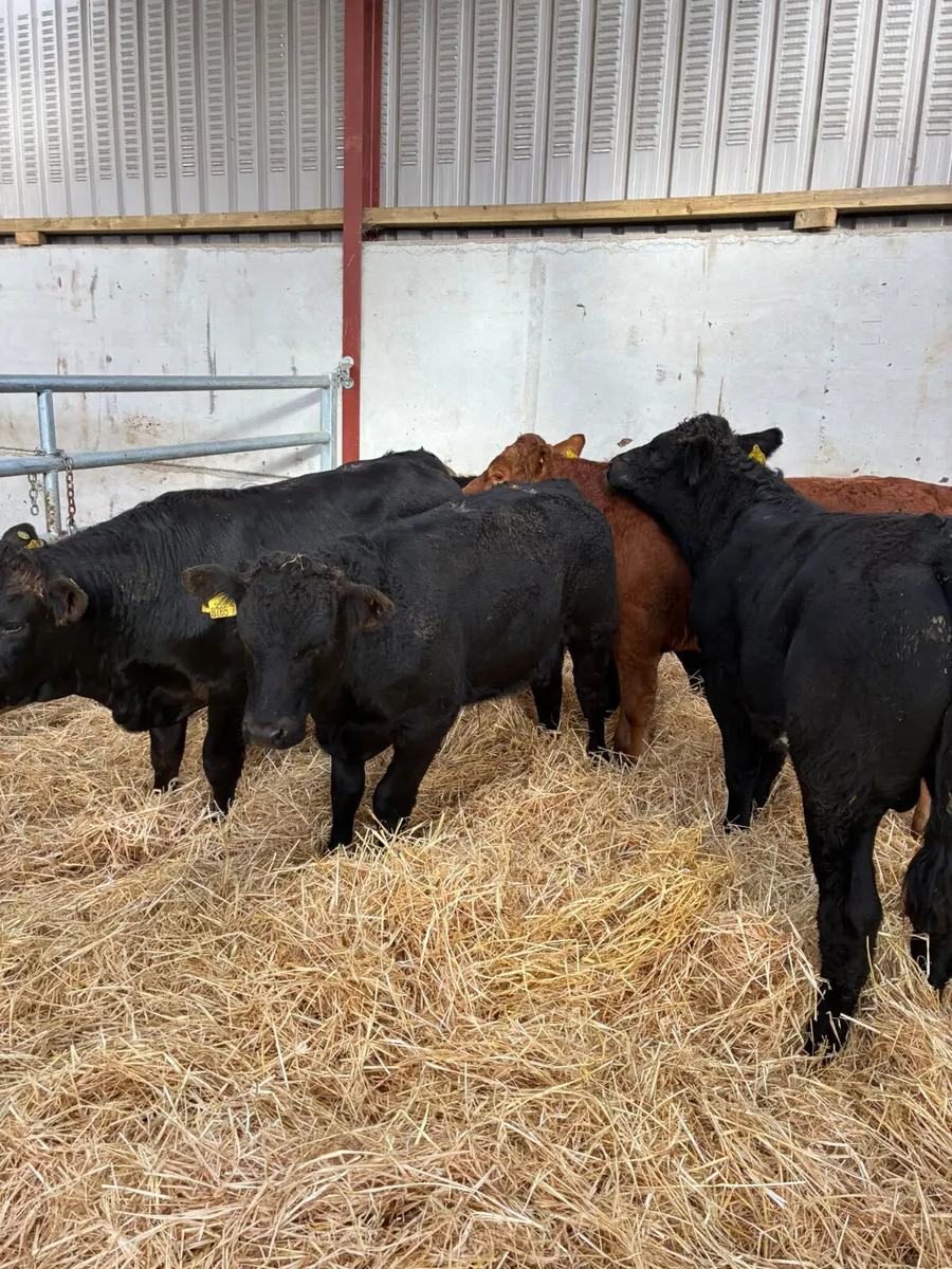 Lim bullocks - Image 4