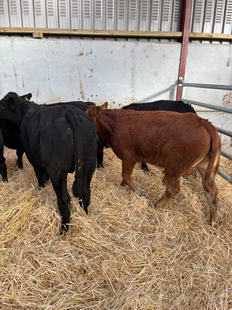 Lim bullocks - Image 3
