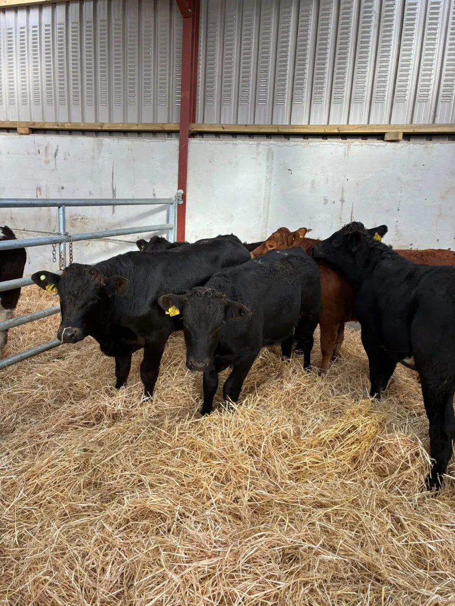 Lim bullocks - Image 2