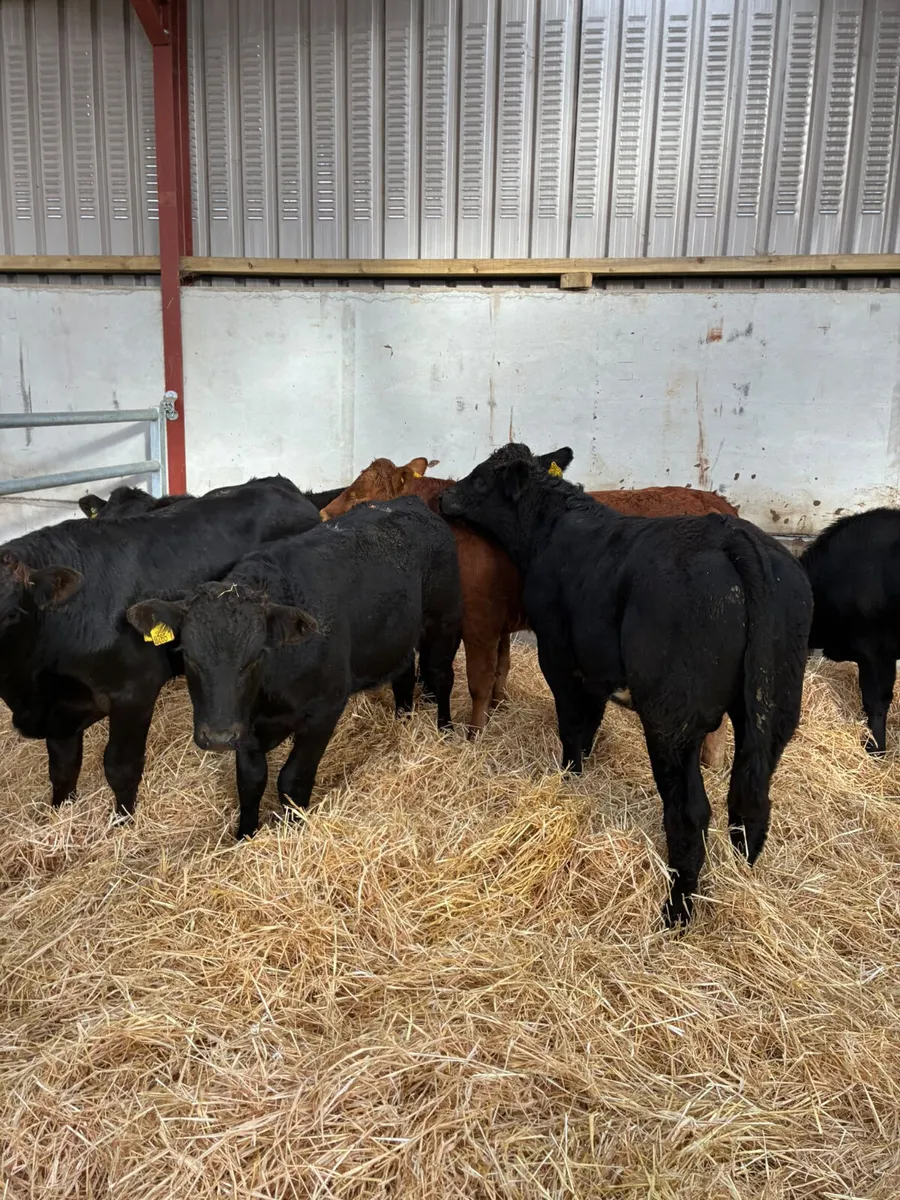 Lim bullocks - Image 1