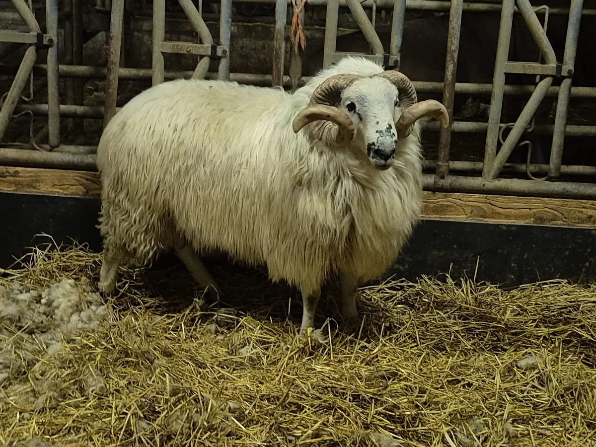 Scotch Hogget Ram - Image 1