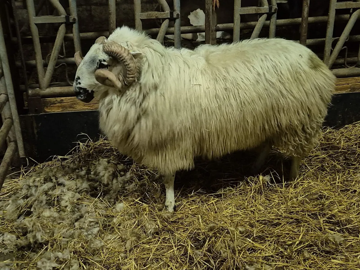 Scotch Hogget Ram - Image 2