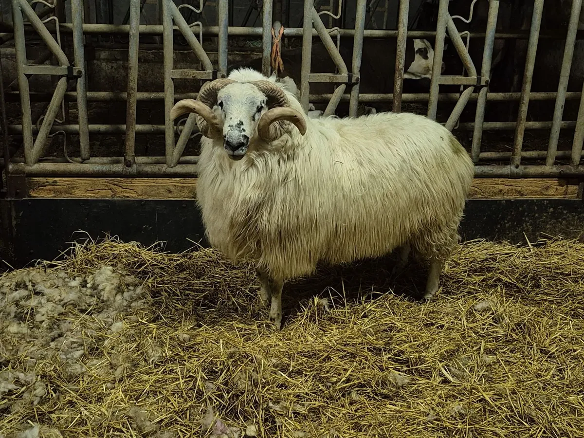 Scotch Hogget Ram - Image 3
