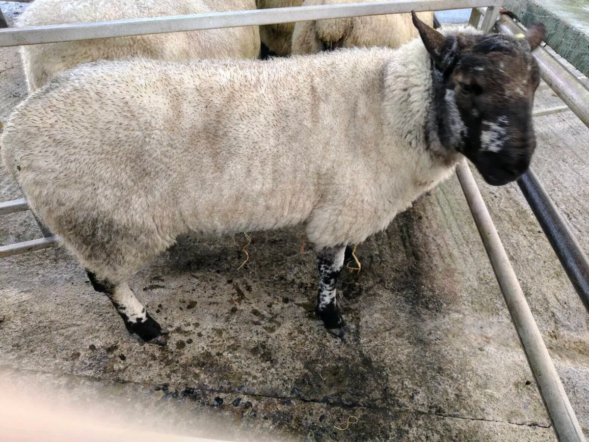 Ram Hogget PEN 45A Headford - Image 3
