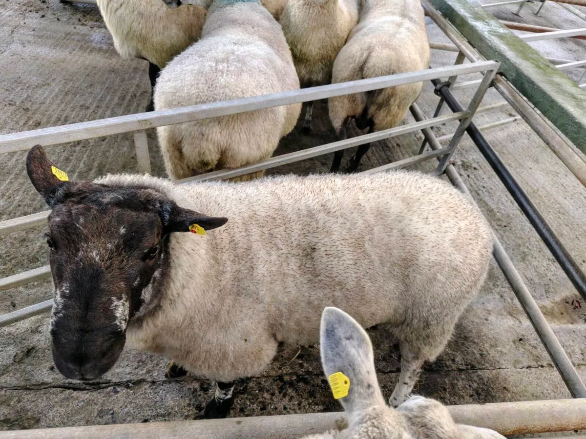 Ram Hogget PEN 45A Headford - Image 4