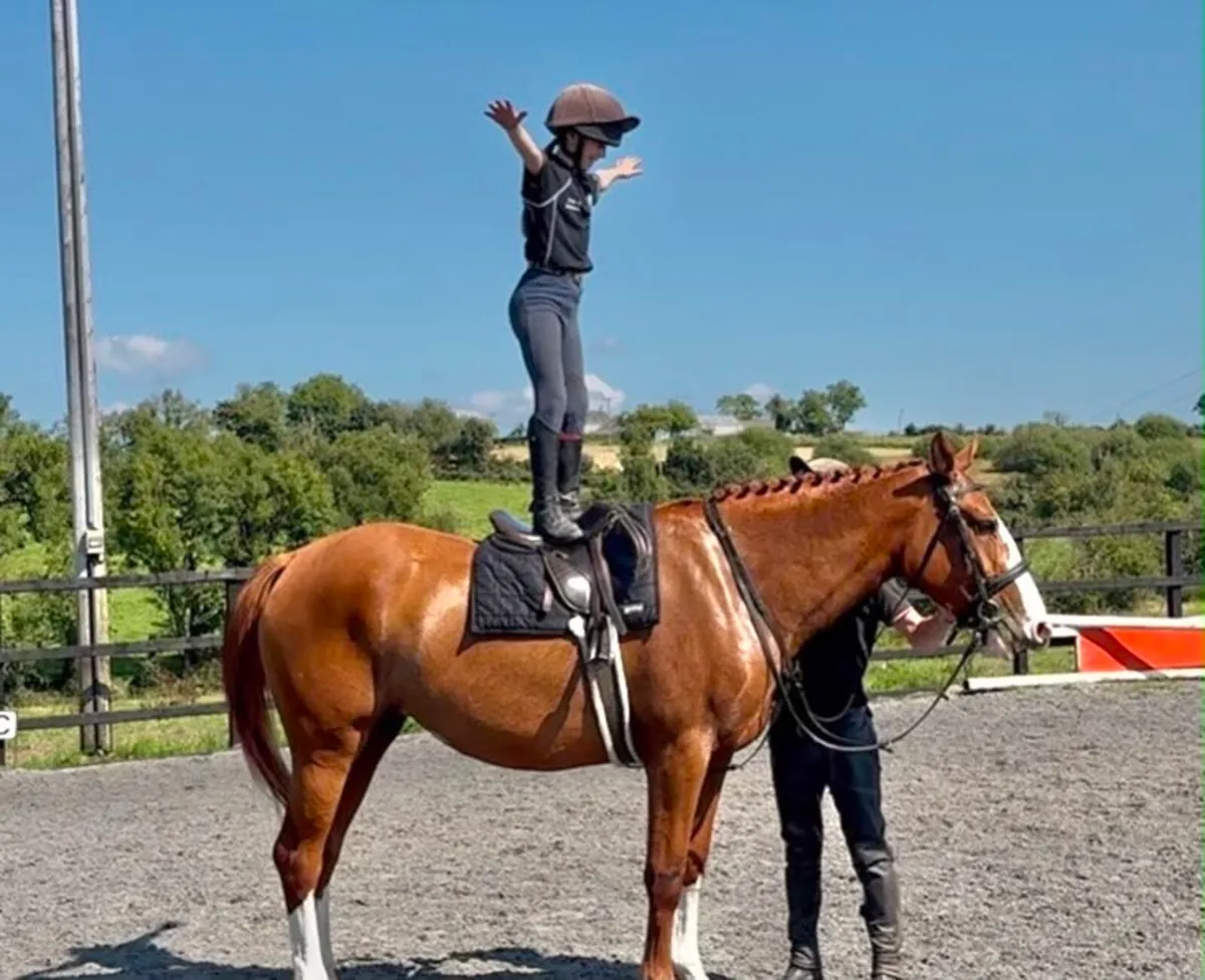4y.o Irish Draught Cross Mare - Image 1
