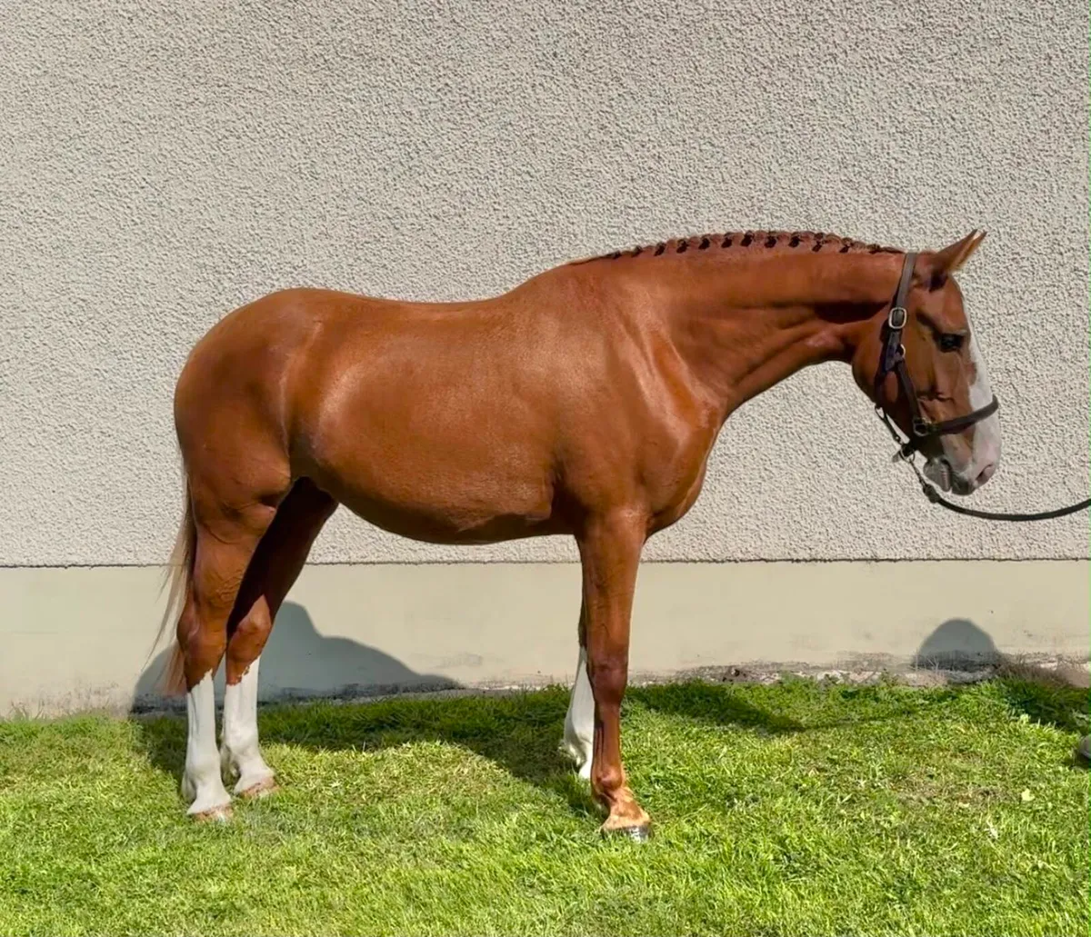 4y.o Irish Draught Cross Mare - Image 2