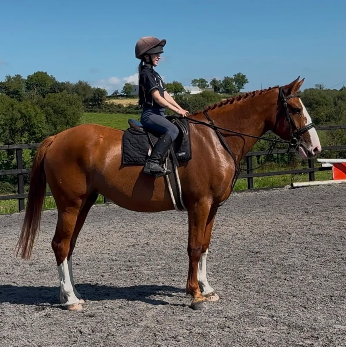 4y.o Irish Draught Cross Mare - Image 3