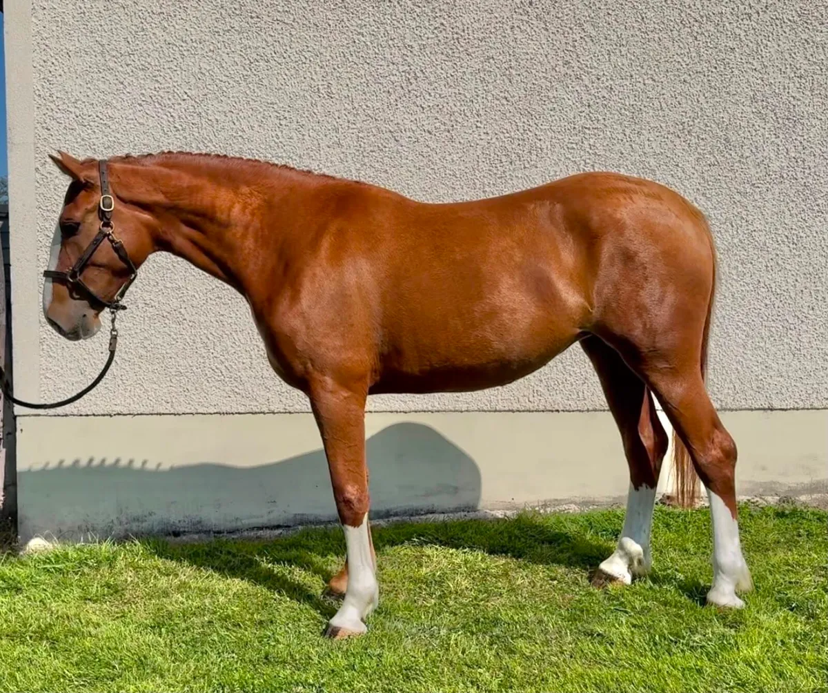 4y.o Irish Draught Cross Mare - Image 4