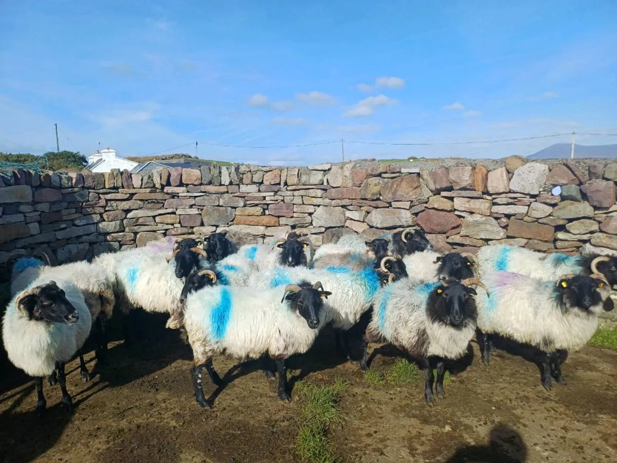 Mayo breeding ewes - Image 2