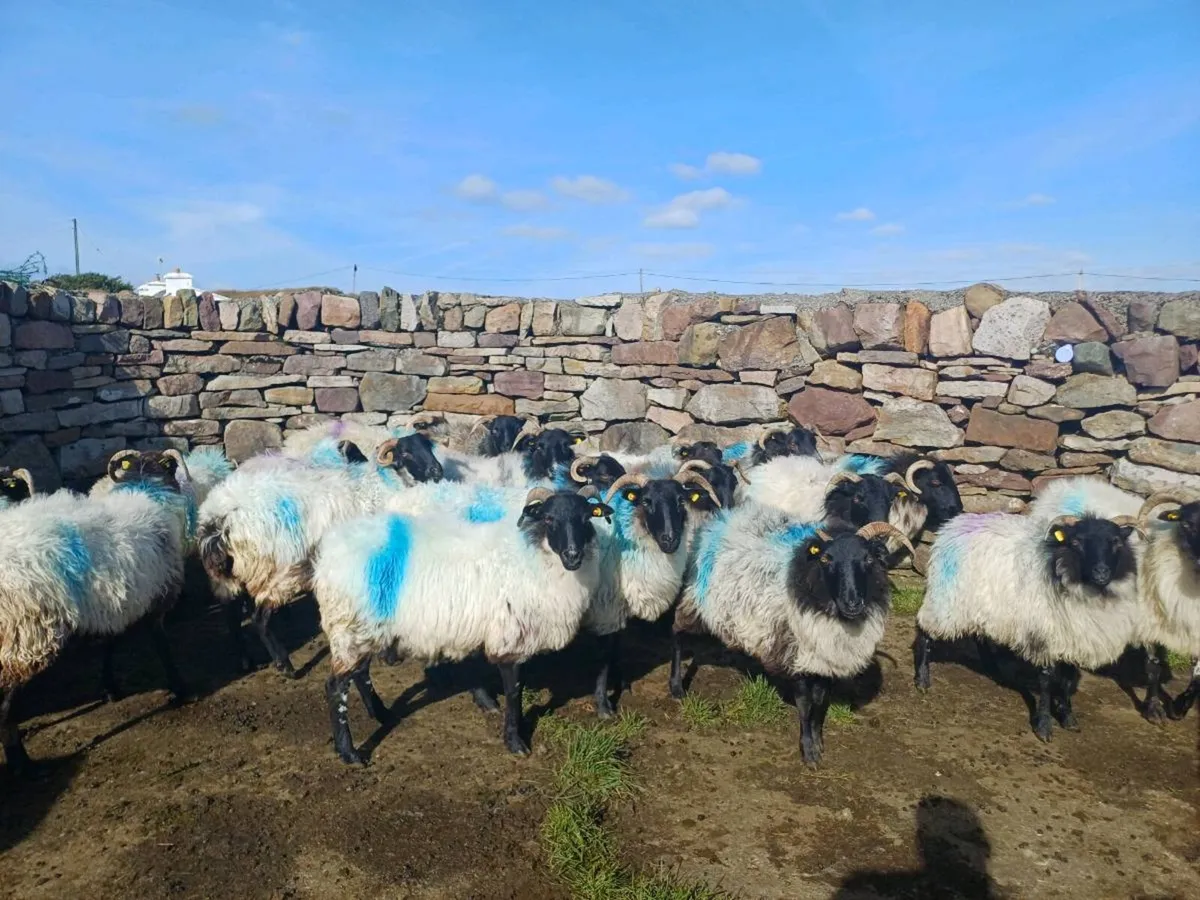 Mayo breeding ewes - Image 3