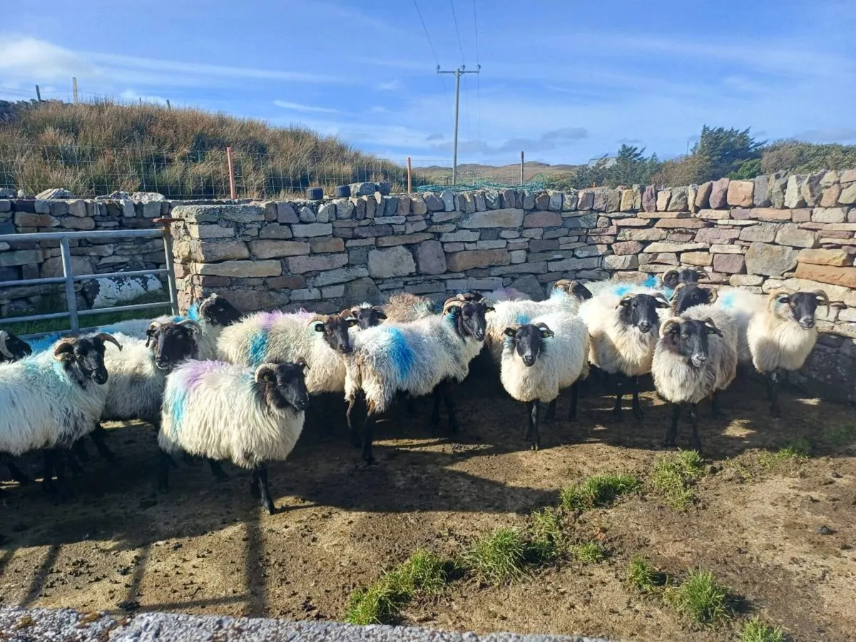 Mayo breeding ewes - Image 4