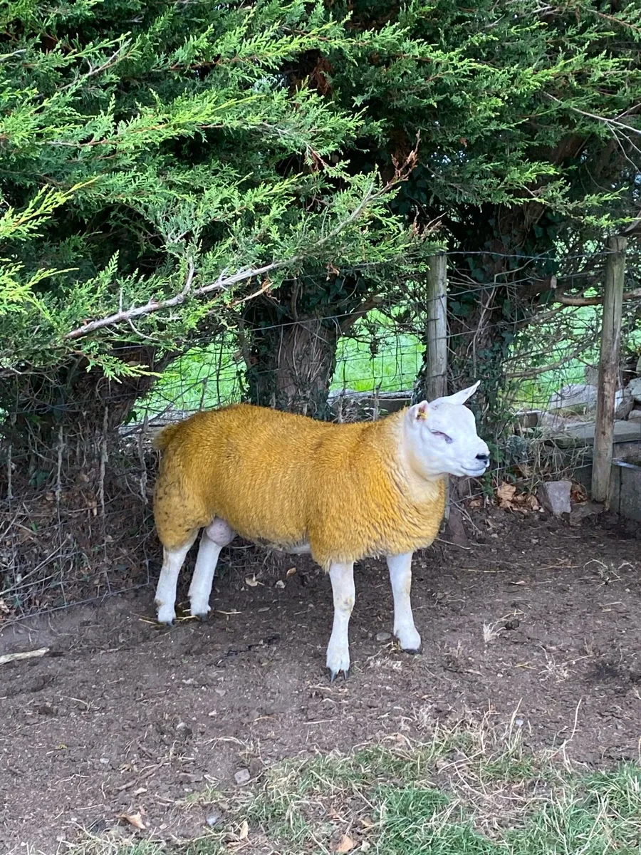 2 Pedigree texel ram lambs - Image 4