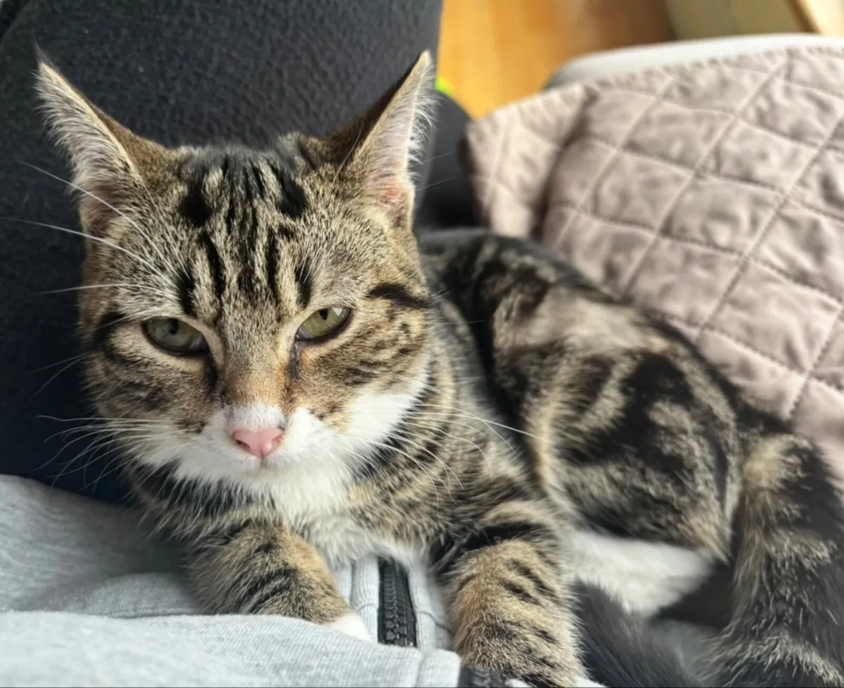 1 year old sweet tabby girl free to good home - Image 1