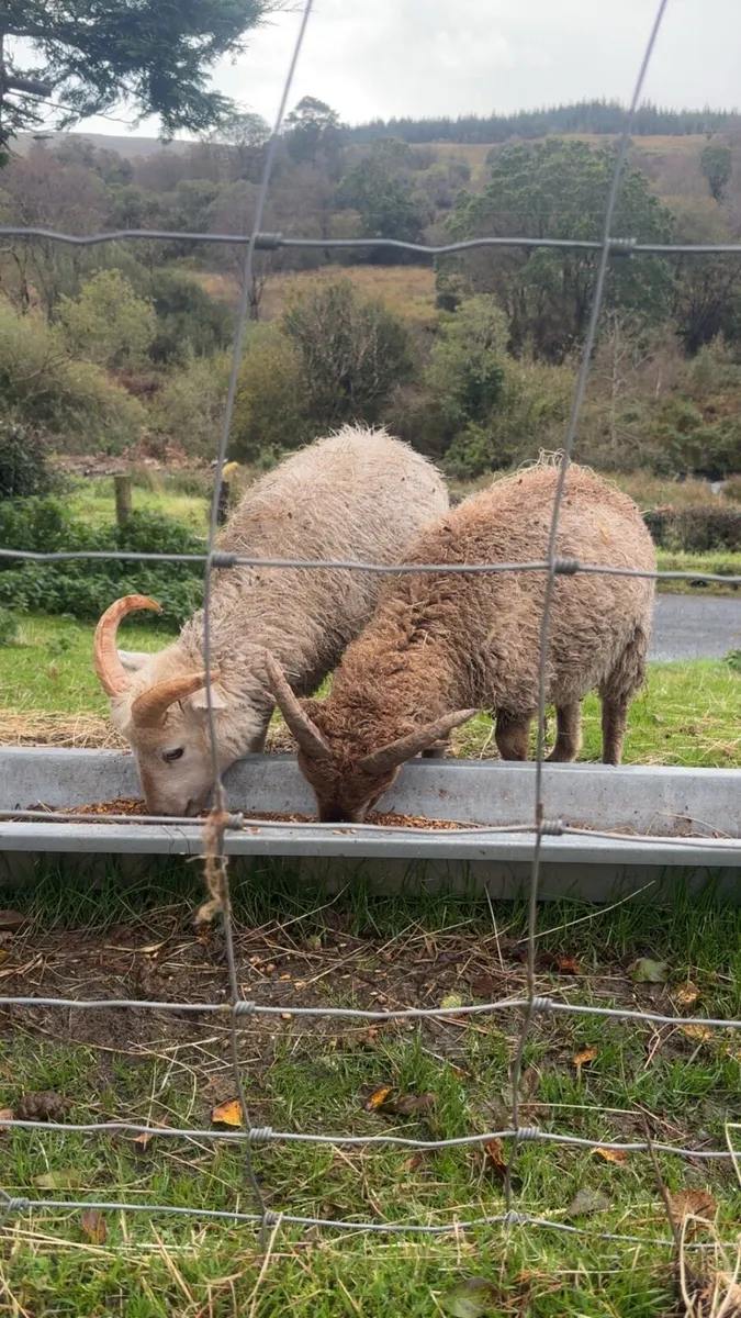 Soay Ram Lambs(2 left) - Image 1