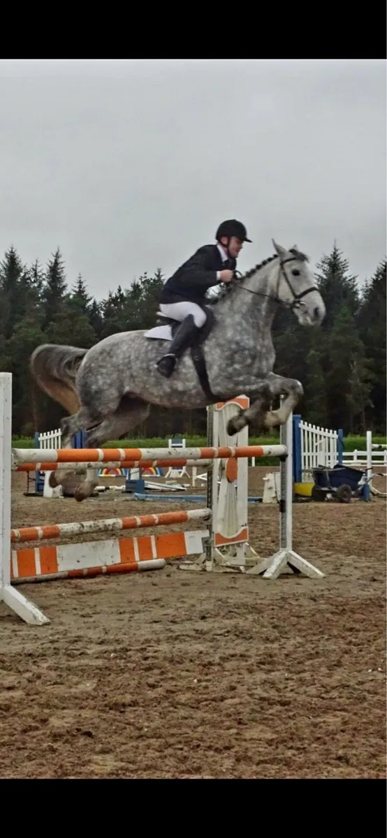 Sport horse - Image 2