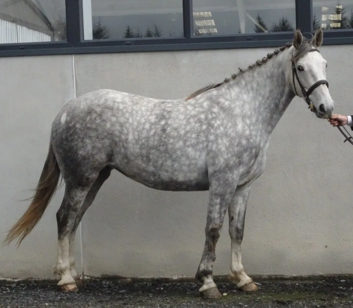 Sport horse - Image 1