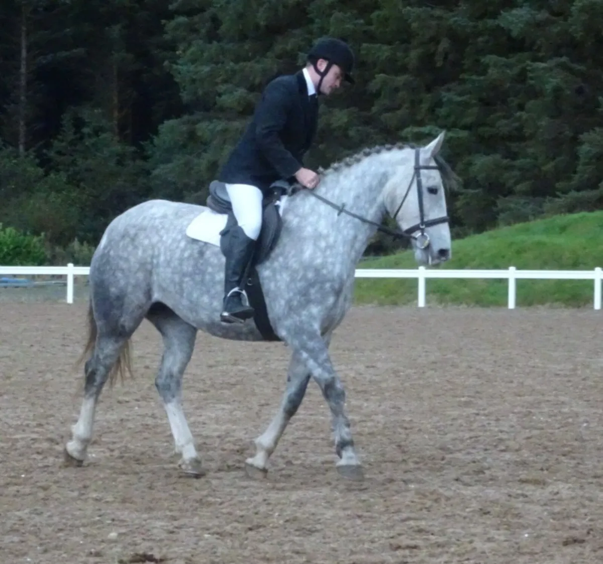 Sport horse - Image 4