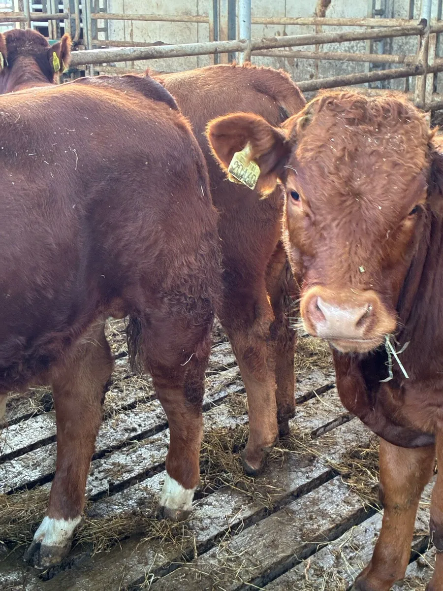 TOP QUALITY CH/LIM BULL WEANLINGS 300/320KG - Image 2