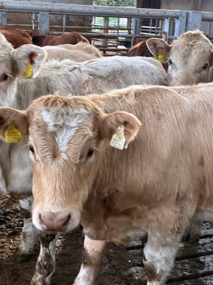TOP QUALITY CH/LIM BULL WEANLINGS 300/320KG - Image 3