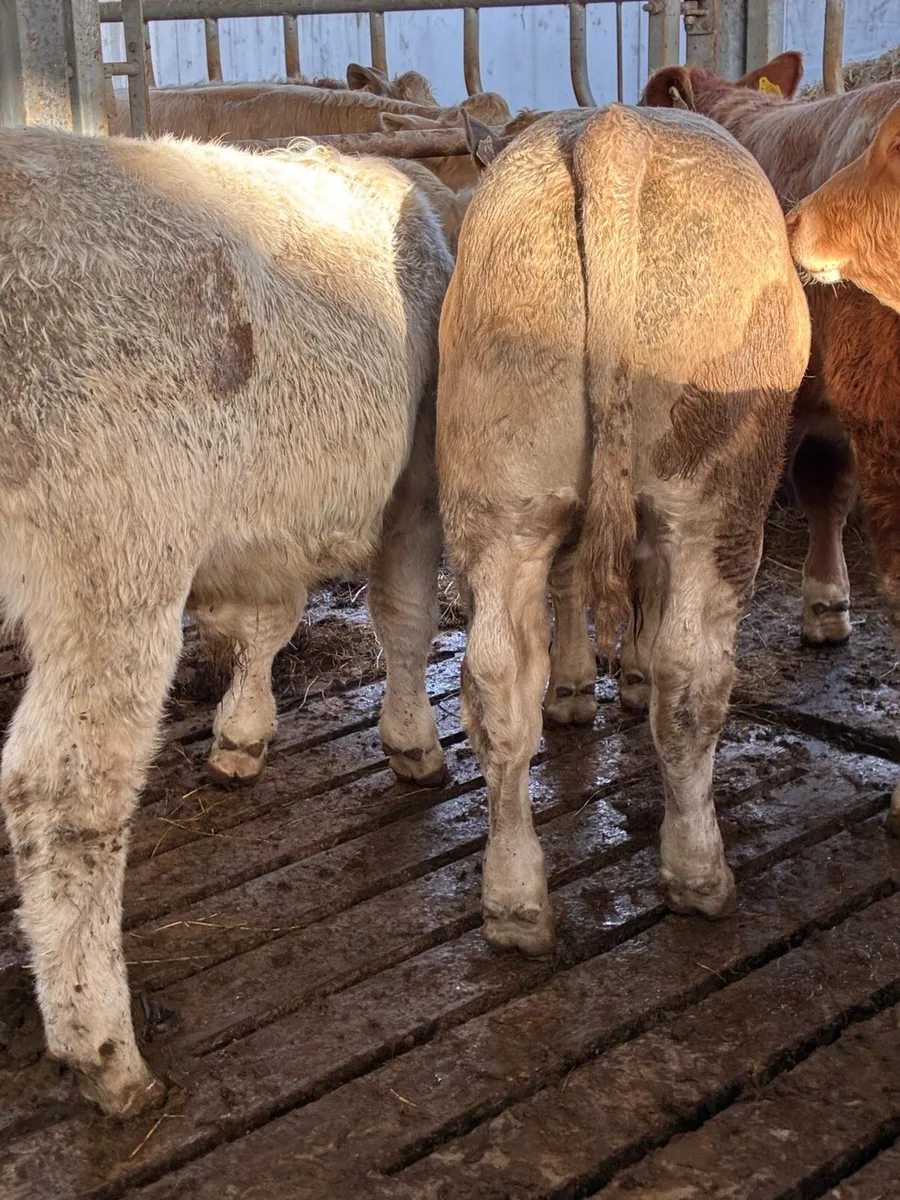 TOP QUALITY CH/LIM BULL WEANLINGS 300/320KG - Image 4