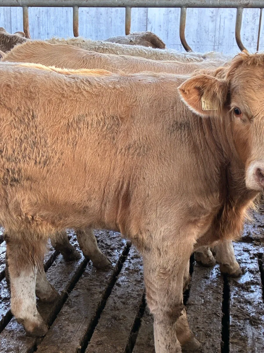 TOP QUALITY CH/LIM BULL WEANLINGS 300/320KG - Image 1