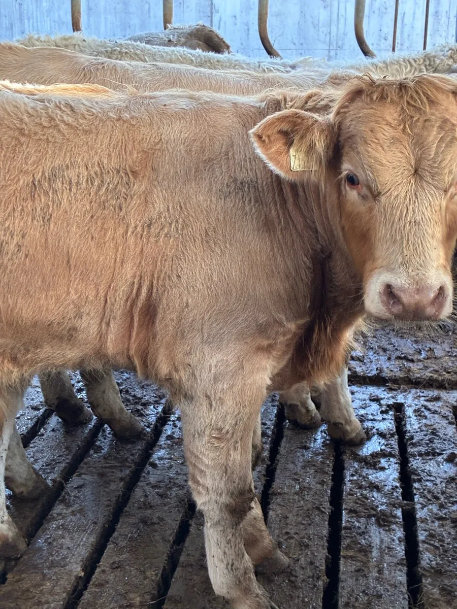TOP QUALITY CH/LIM BULL WEANLINGS 320/350KG - Image 2