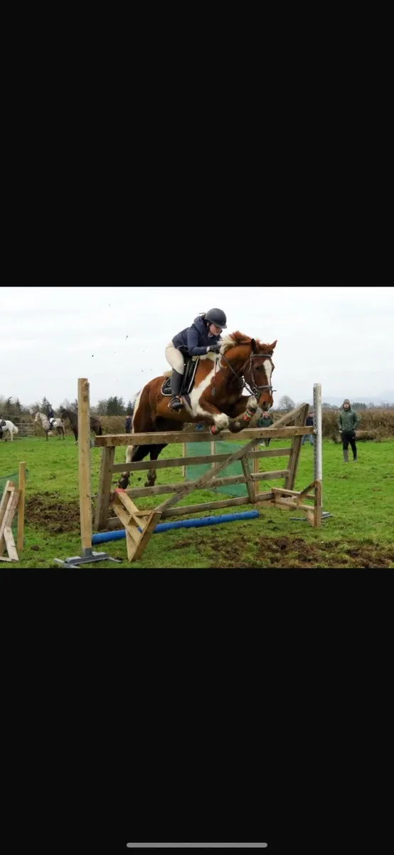 ⭐️ LOT 118 Goresbridge 20th Oct ⭐️ - Image 2