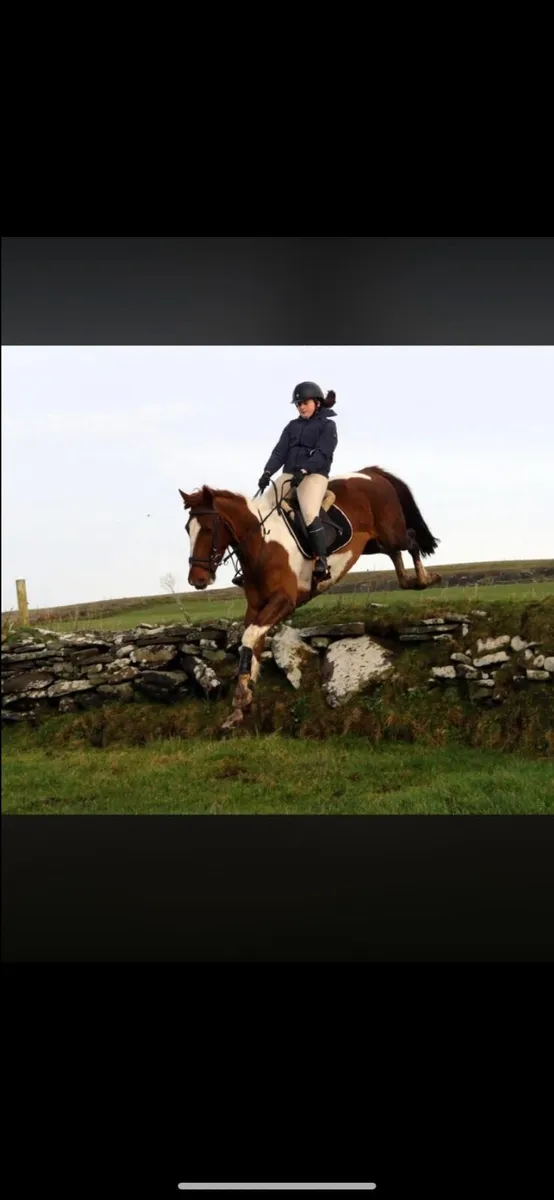⭐️ LOT 118 Goresbridge 20th Oct ⭐️ - Image 3
