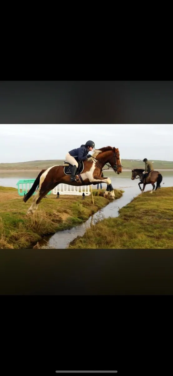 ⭐️ LOT 118 Goresbridge 20th Oct ⭐️ - Image 4