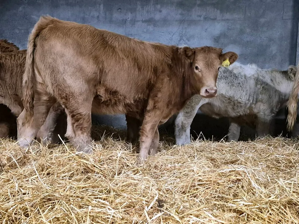 10 Super Charollais Heifer Weanlings - Image 1