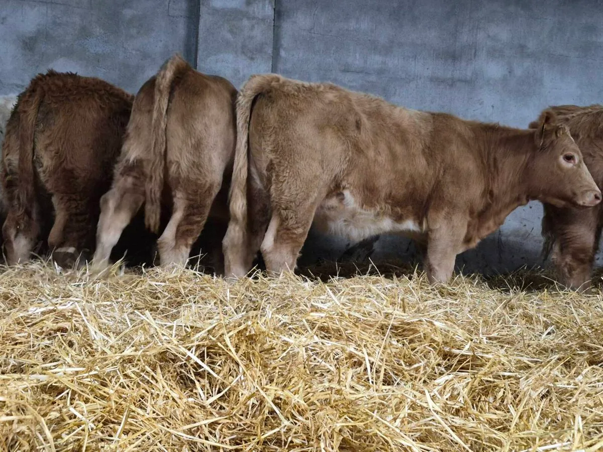 10 Super Charollais Heifer Weanlings - Image 3