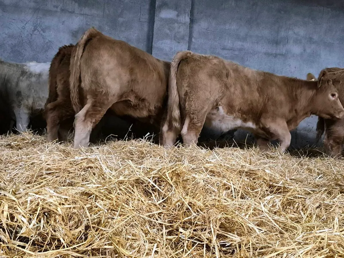 10 Super Charollais Heifer Weanlings - Image 4