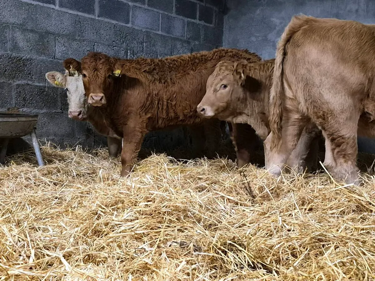 10 Super Charollais Heifer Weanlings - Image 2