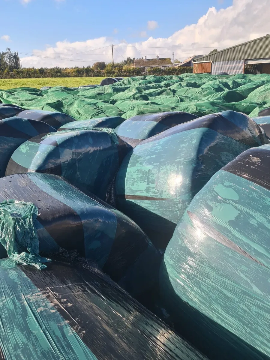 Round bales - Image 1
