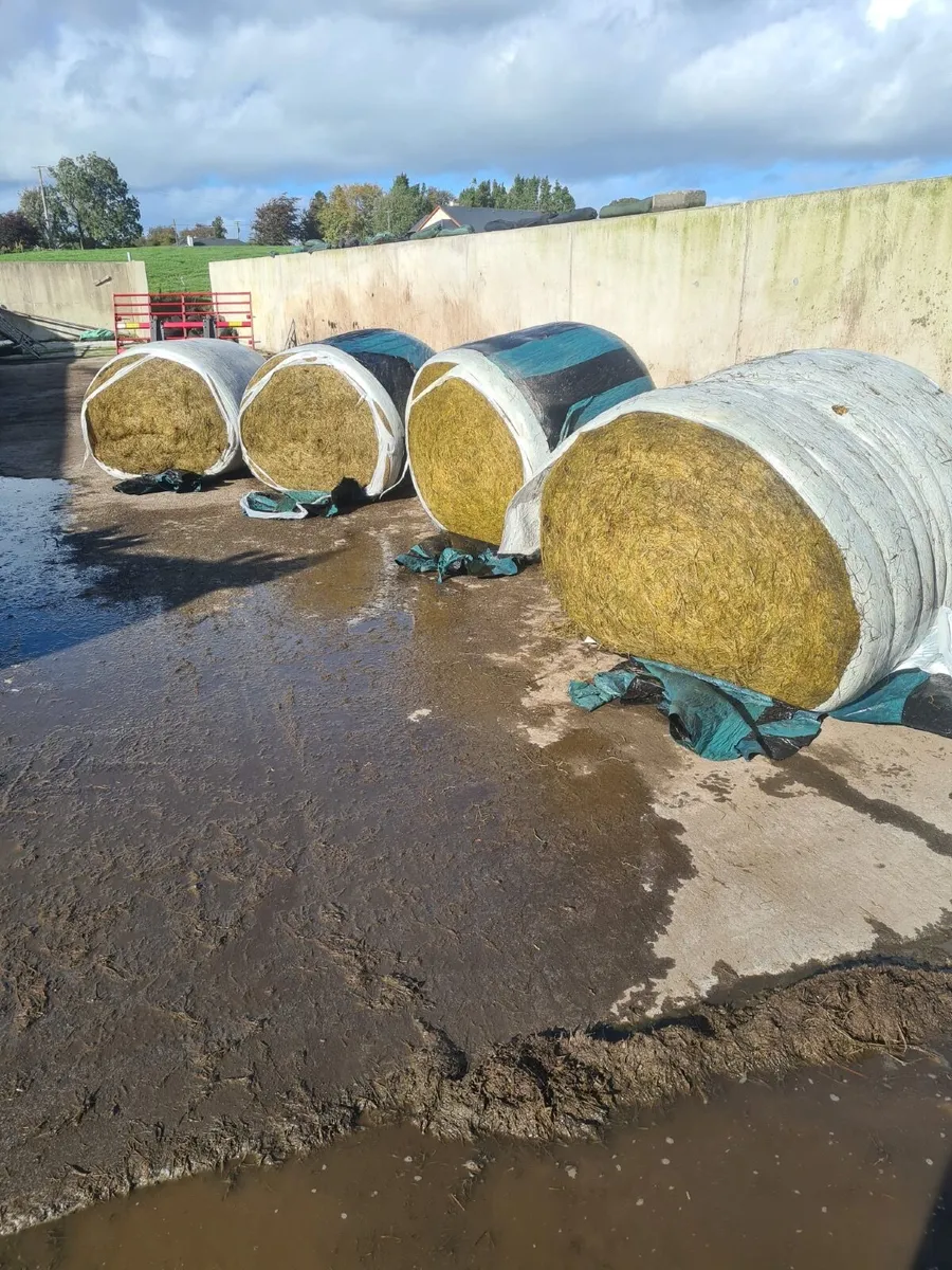 Round bales - Image 2