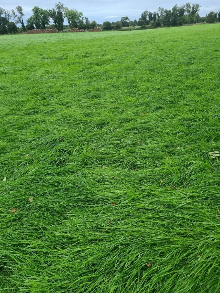 Round bales - Image 3